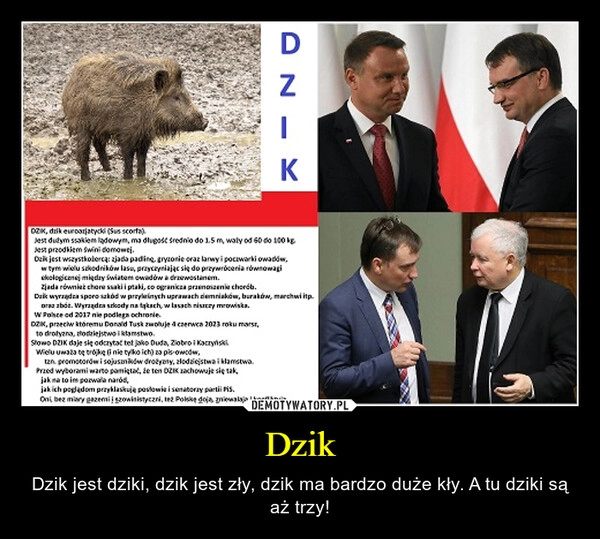 
    Dzik