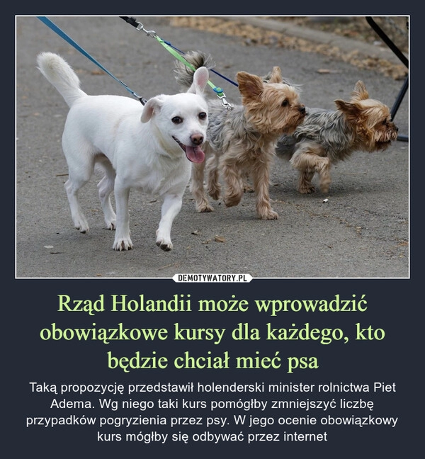 
    Rząd Holandii może wprowadzić obowiązkowe kursy dla każdego, kto będzie chciał mieć psa