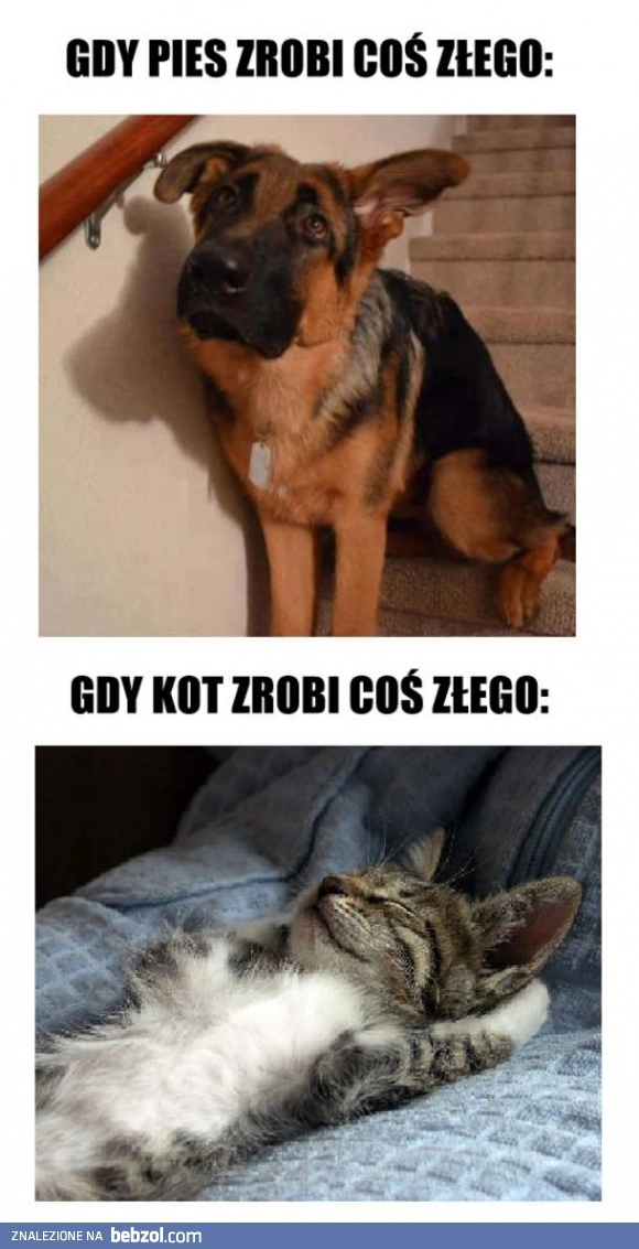 
    Gdy pies i kot zrobi coś złego