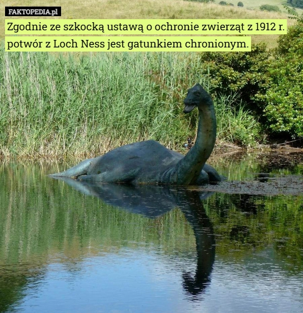 
    Zgodnie ze szkocką ustawą o ochronie zwierząt z 1912 r. potwór z Loch Ness...