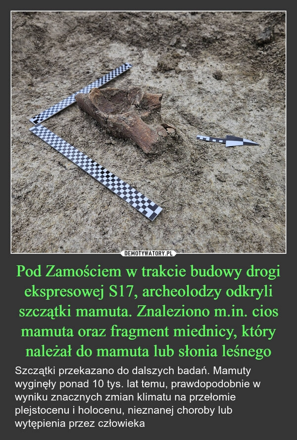 
    Pod Zamościem w trakcie budowy drogi ekspresowej S17, archeolodzy odkryli szczątki mamuta. Znaleziono m.in. cios mamuta oraz fragment miednicy, który należał do mamuta lub słonia leśnego