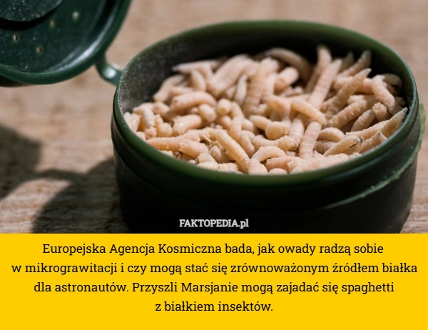 
    Europejska Agencja Kosmiczna bada, jak owady radzą sobie 
w mikrograwitacji