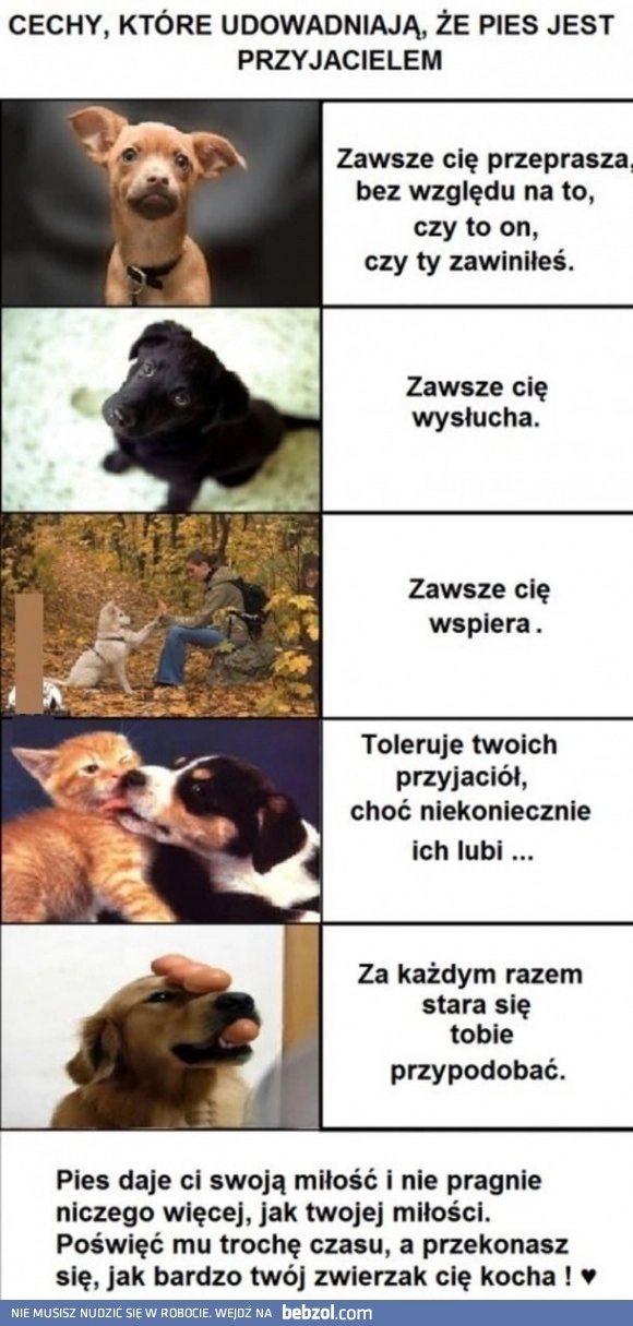 
    Pies jest przyjacielem