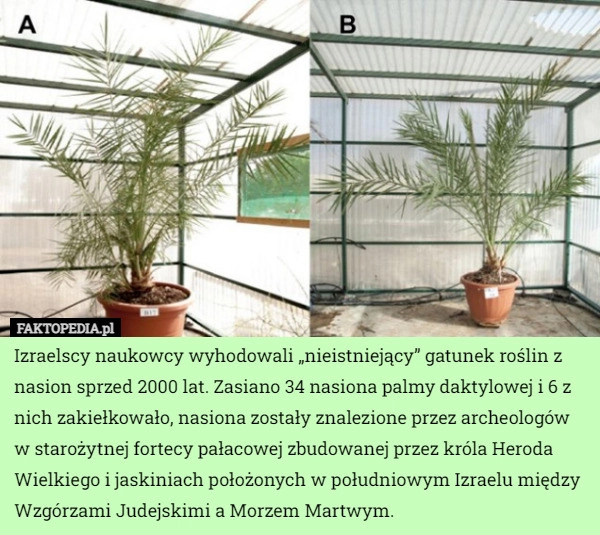 
    
			Izraelscy naukowcy wyhodowali „nieistniejący” gatunek roślin z nasion sprzed...					