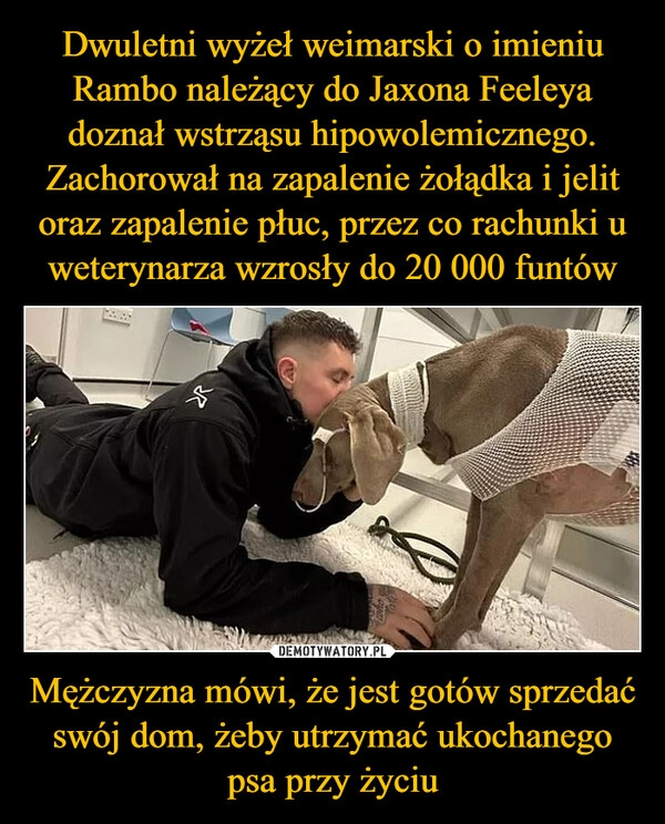 
    Dwuletni wyżeł weimarski o imieniu Rambo należący do Jaxona Feeleya doznał wstrząsu hipowolemicznego.
Zachorował na zapalenie żołądka i jelit oraz zapalenie płuc, przez co rachunki u weterynarza wzrosły do 20 000 funtów Mężczyzna mówi, że jest gotów sprzedać swój dom, żeby utrzymać ukochanego psa przy życiu 