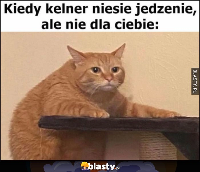 
    Kot reakcja kiedy kelner niesie jedzenie, ale nie dla ciebie