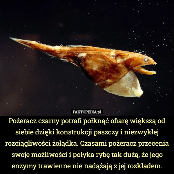 
    Pożeracz czarny potrafi połknąć ofiarę większą od siebie dzięki konstrukcji