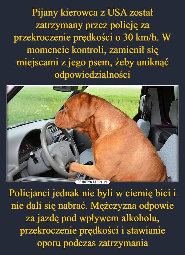 
    Pijany kierowca z USA został zatrzymany przez policję za przekroczenie prędkości o 30 km/h. W momencie kontroli, zamienił się miejscami z jego psem, żeby uniknąć odpowiedzialności Policjanci jednak nie byli w ciemię bici i nie dali się nabrać. Mężczyzna odpowie za jazdę pod wpływem alkoholu, przekroczenie prędkości i stawianie oporu podczas zatrzymania