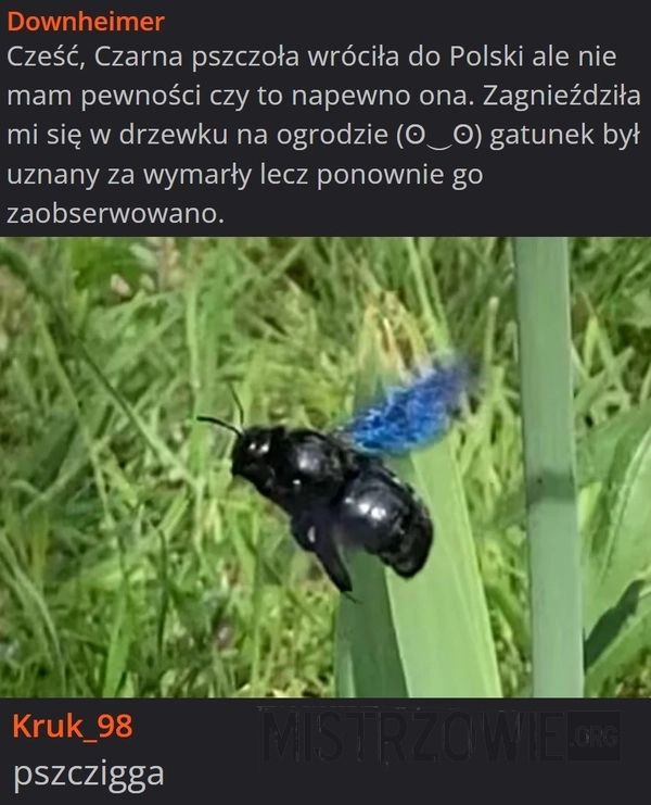 
    Pszczoła