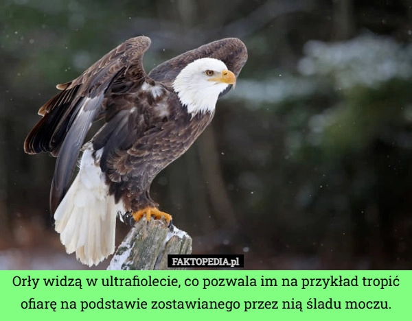 
    Orły widzą w ultrafiolecie, co pozwala im na przykład tropić ofiarę na podstawie