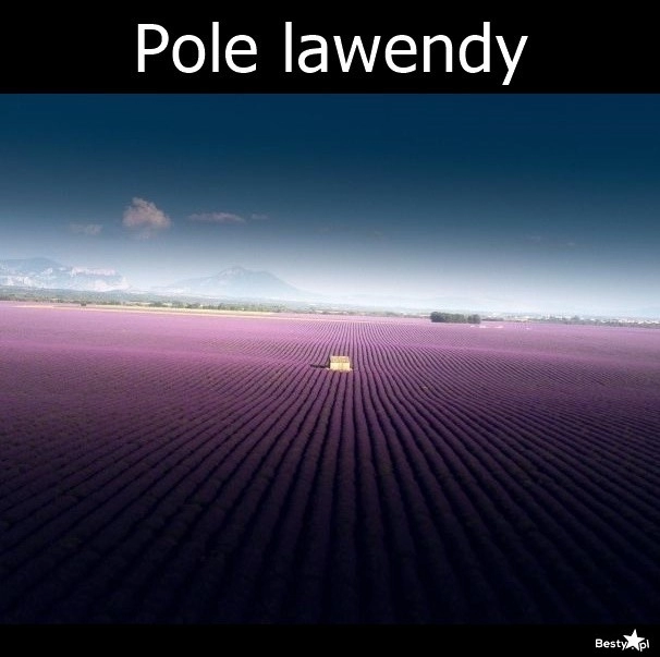 
    Lawendowe pole 