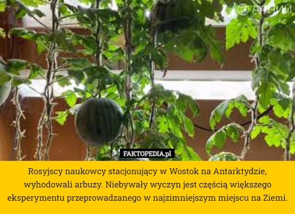 
    Rosyjscy naukowcy stacjonujący w Wostok na Antarktydzie, wyhodowali arbuzy.