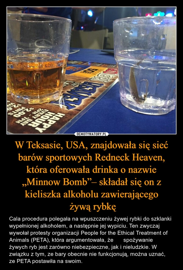 
    W Teksasie, USA, znajdowała się sieć barów sportowych Redneck Heaven, która oferowała drinka o nazwie „Minnow Bomb”– składał się on z kieliszka alkoholu zawierającego
 żywą rybkę