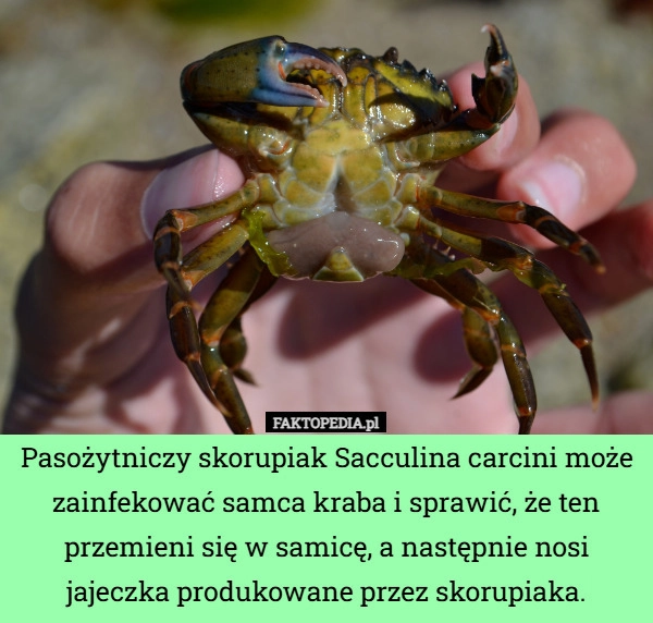 
    Pasożytniczy skorupiak Sacculina carcini może zainfekować samca kraba i