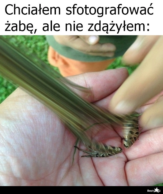 
    Zdjęcie żaby 