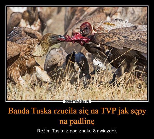 
    Banda Tuska rzuciła się na TVP jak sępy na padlinę