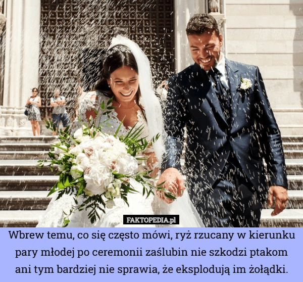 
    Wbrew temu, co się często mówi, ryż rzucany w kierunku pary młodej po ceremonii