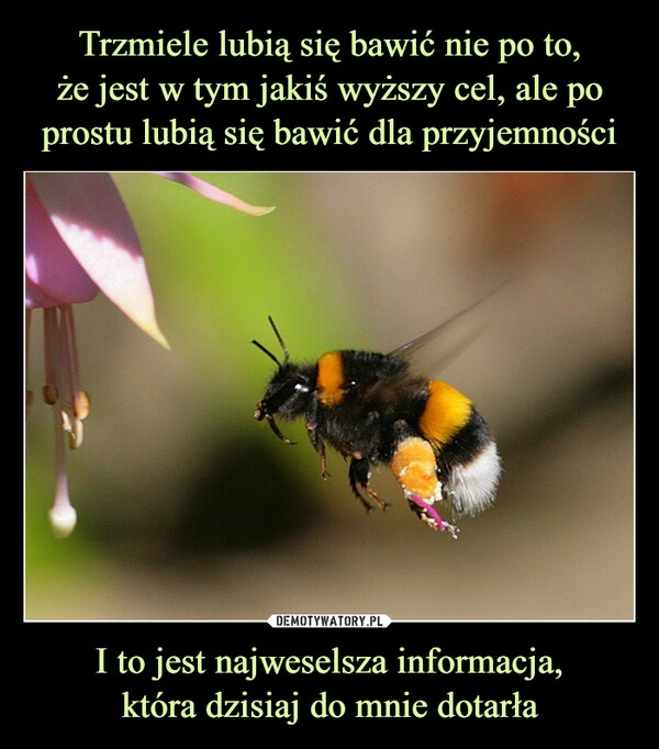 
    Trzmiele lubią się bawić nie po to,
że jest w tym jakiś wyższy cel, ale po prostu lubią się bawić dla przyjemności I to jest najweselsza informacja,
która dzisiaj do mnie dotarła