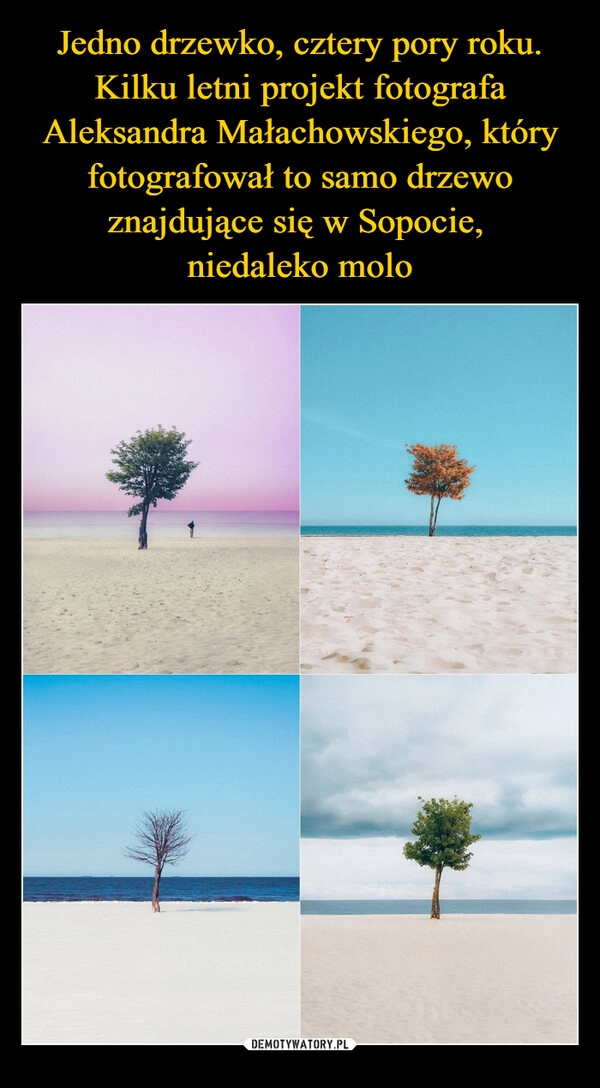 
    Jedno drzewko, cztery pory roku. Kilku letni projekt fotografa Aleksandra Małachowskiego, który fotografował to samo drzewo znajdujące się w Sopocie, 
niedaleko molo