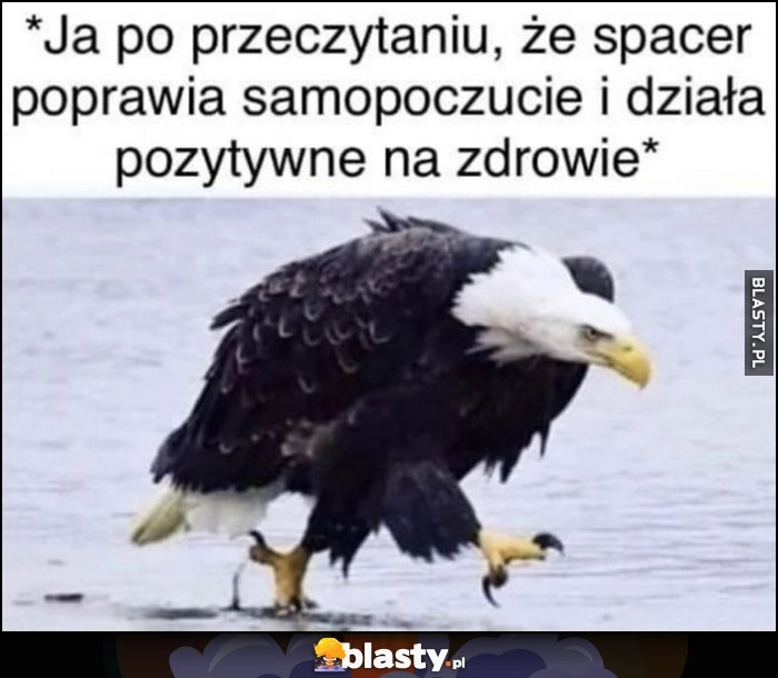 
    Ja po przeczytaniu, że spacer poprawia samopoczucie i działa pozytywnie na zdrowie orzeł bielik