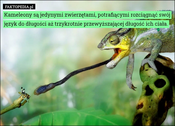 
    Kameleony są jedynymi zwierzętami, potrafiącymi rozciągnąć swój język do