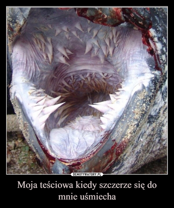 
    Moja teściowa kiedy szczerze się do mnie uśmiecha