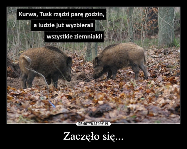 
    Zaczęło się...