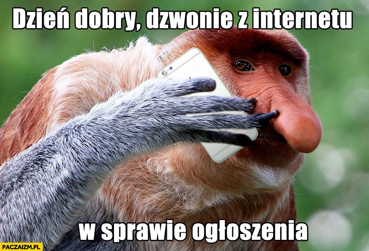 
    Dzień dobry, dzwonię z internetu w sprawie ogłoszenia typowy Polak nosacz małpa