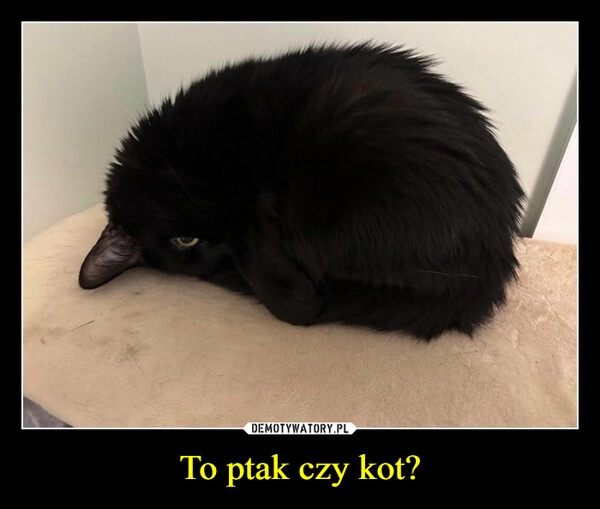 
    To ptak czy kot?