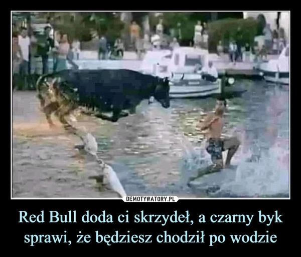 
    Red Bull doda ci skrzydeł, a czarny byk sprawi, że będziesz chodził po wodzie