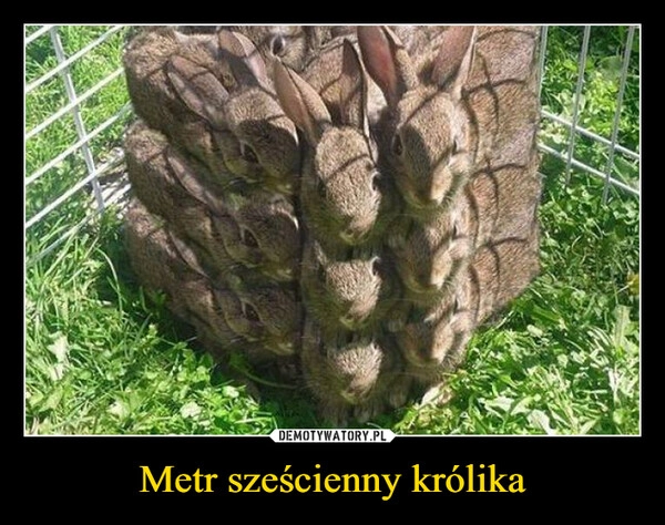 
    Metr sześcienny królika