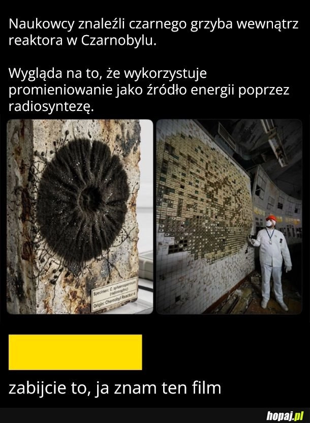 
    Czarny grzyb