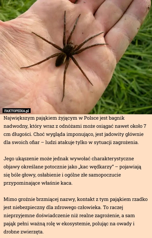 
    Największym pająkiem żyjącym w Polsce jest bagnik nadwodny, który wraz z