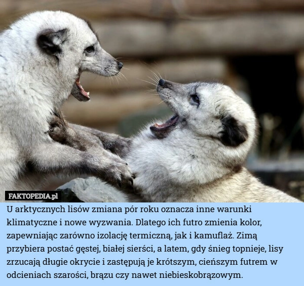 
    U arktycznych lisów zmiana pór roku oznacza inne warunki klimatyczne i nowe