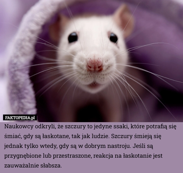 
    Naukowcy odkryli, że szczury to jedyne ssaki, które potrafią się śmiać,