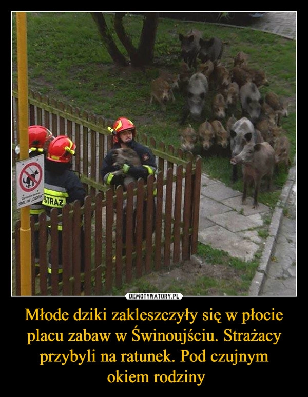 
    Młode dziki zakleszczyły się w płocie placu zabaw w Świnoujściu. Strażacy przybyli na ratunek. Pod czujnym
 okiem rodziny