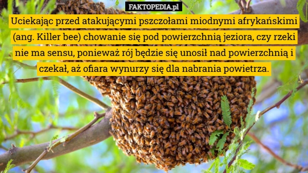 
    Uciekając przed atakującymi pszczołami miodnymi afrykańskimi (ang. Killer