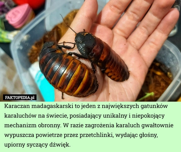 
    Karaczan madagaskarski to jeden z największych gatunków karaluchów na świecie,