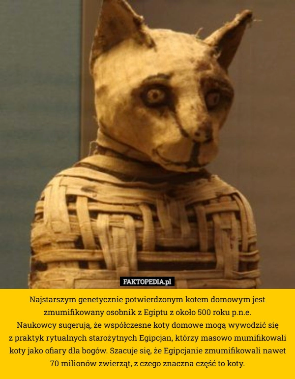 
     Najstarszym genetycznie potwierdzonym kotem domowym jest zmumifikowany