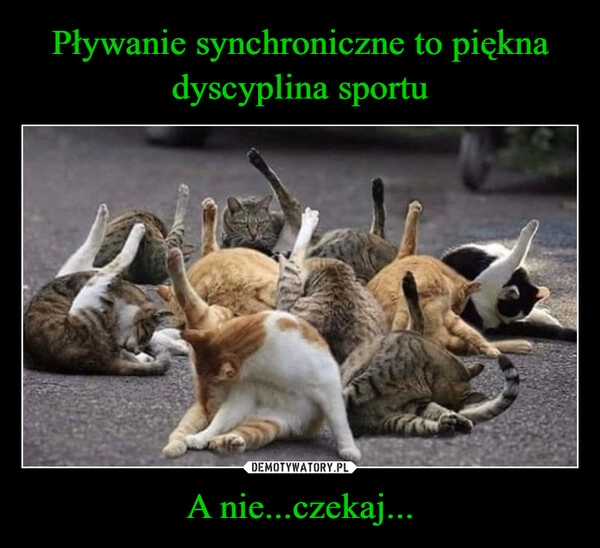 
    Pływanie synchroniczne to piękna dyscyplina sportu A nie...czekaj...