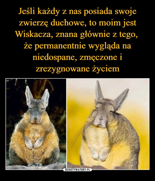 
    Jeśli każdy z nas posiada swoje zwierzę duchowe, to moim jest Wiskacza, znana głównie z tego, 
że permanentnie wygląda na niedospane, zmęczone i zrezygnowane życiem