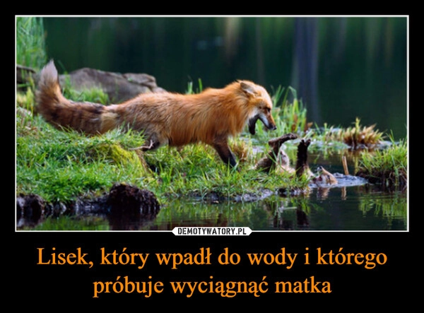 
    Lisek, który wpadł do wody i którego próbuje wyciągnąć matka