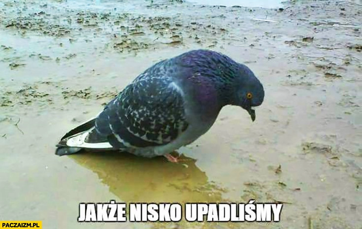 
    Jakże nisko upadliśmy smutny gołąb