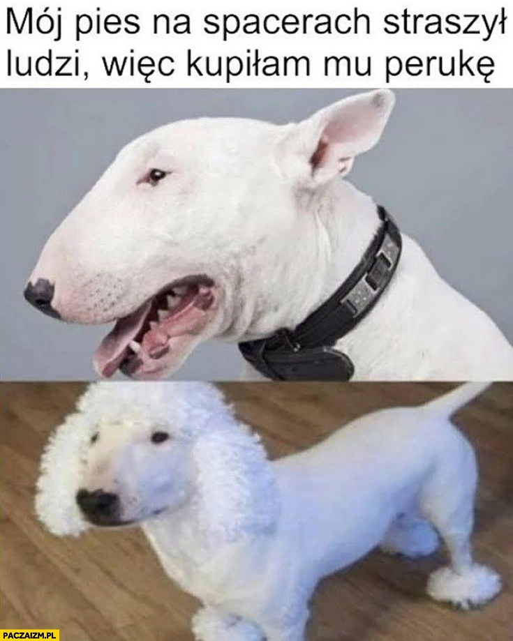 
    Amstaf mój pies na spacerach straszył ludzi wiec kupiłam mu perukę