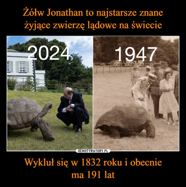 
    Żółw Jonathan to najstarsze znane
żyjące zwierzę lądowe na świecie Wykluł się w 1832 roku i obecnie
ma 191 lat