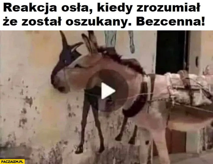 
    Reakcja osła kiedy zrozumiał, że został oszukany bezcenna trolling