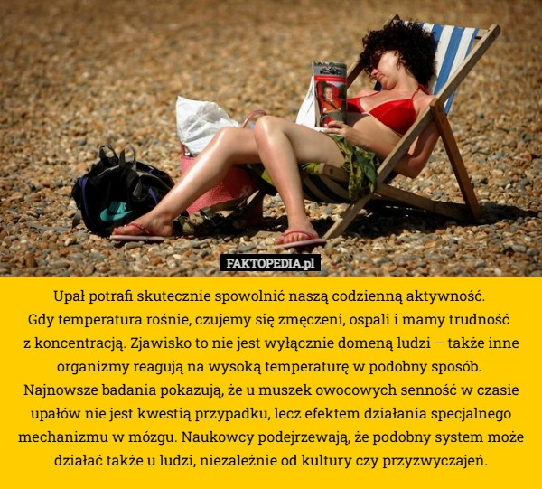 
    Upał potrafi skutecznie spowolnić naszą codzienną aktywność. 
Gdy temperatura