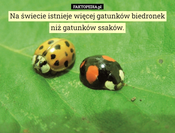 
    Na świecie istnieje więcej gatunków biedronek niż gatunków ssaków.