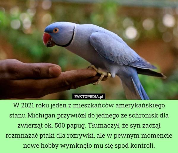 
    W 2021 roku jeden z mieszkańców amerykańskiego stanu Michigan przywiózł