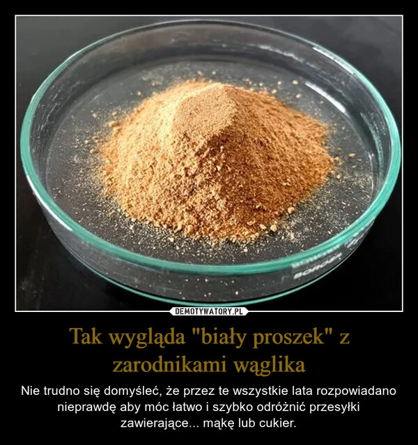 
    Tak wygląda "biały proszek" z zarodnikami wąglika